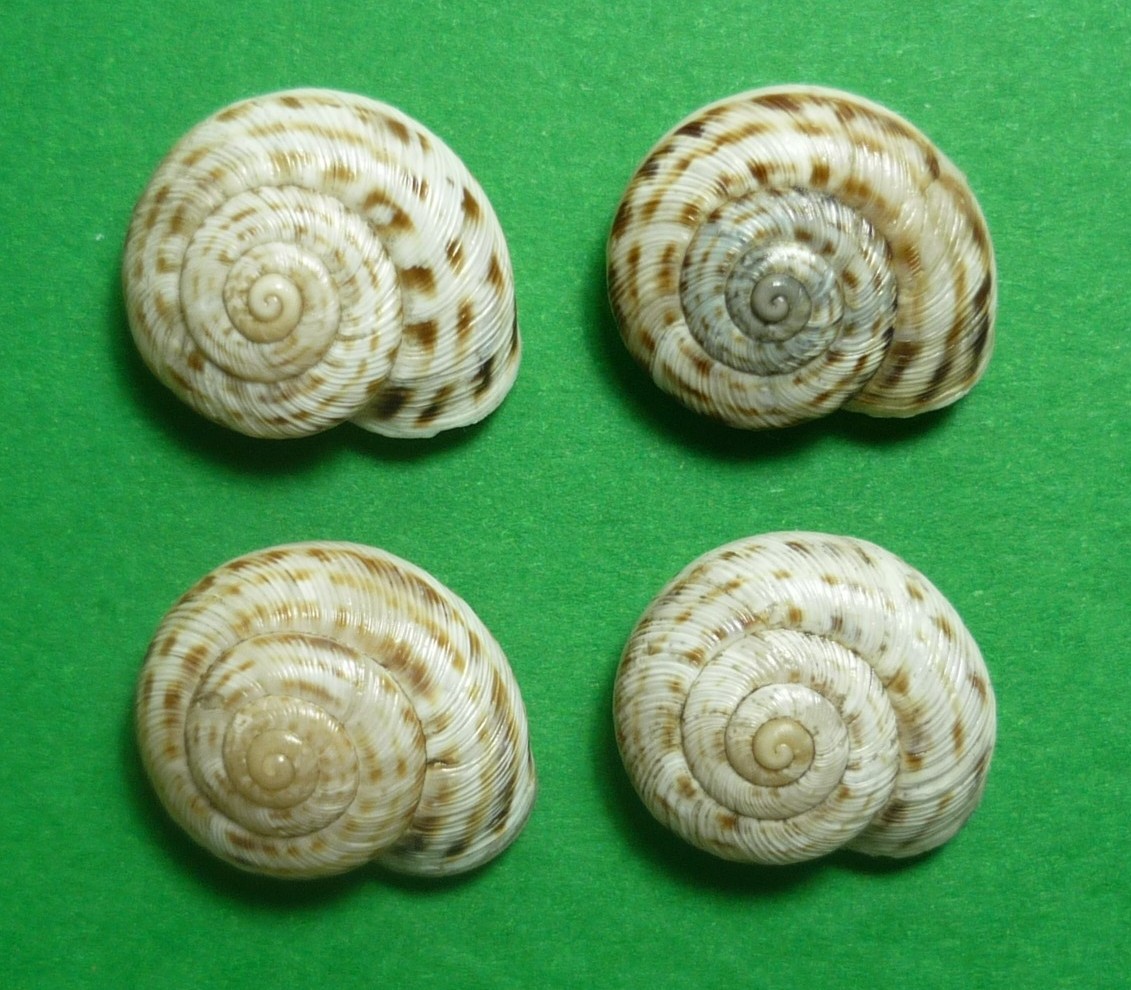 Marmorana fuscolabiata